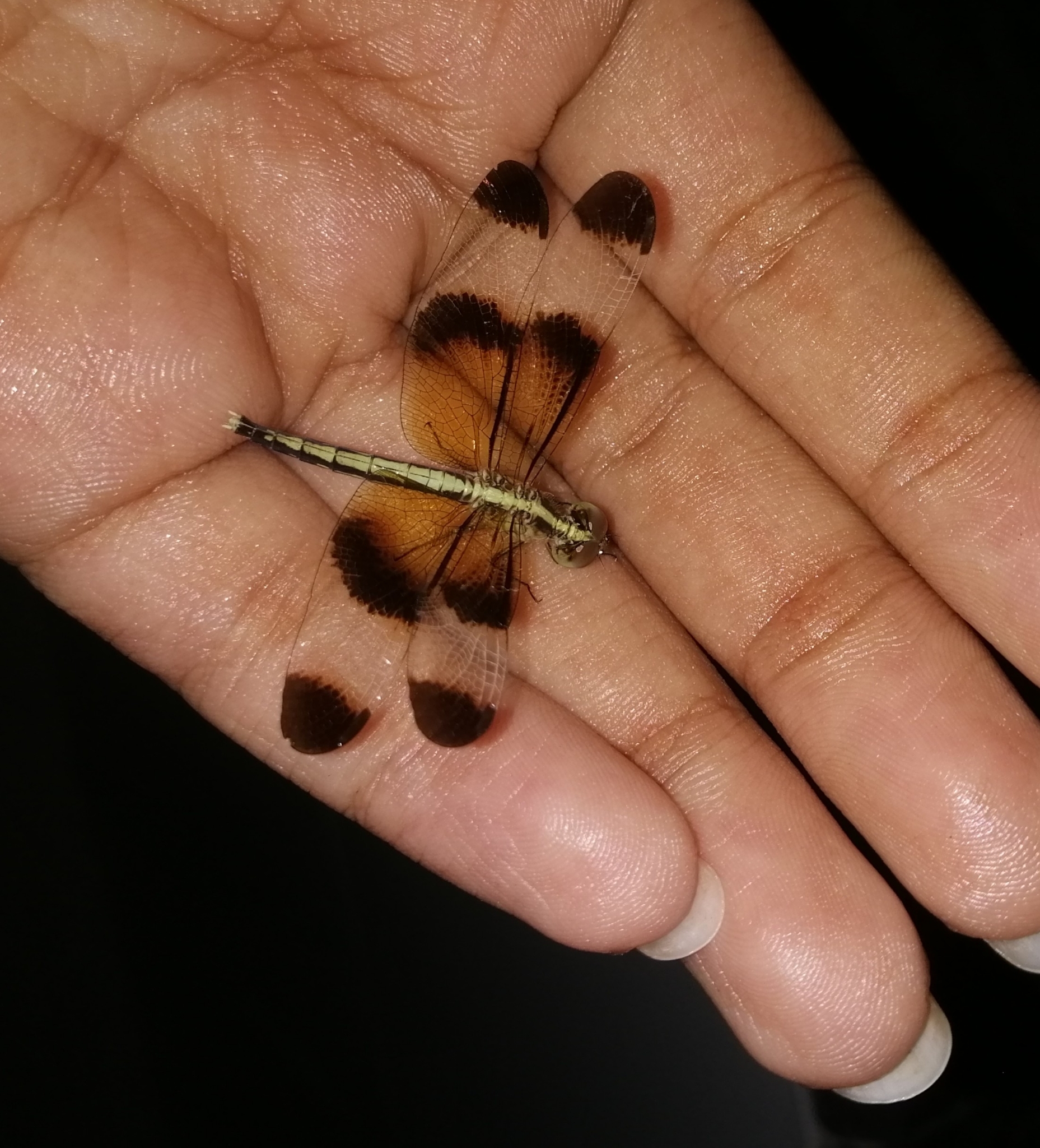 Pied Paddy Skimmer
