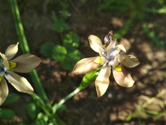 Moraea vegeta