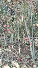 Rosa canina