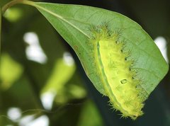 Quasithosea obliquistriga