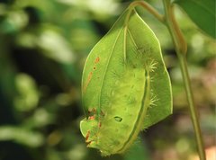 Quasithosea obliquistriga