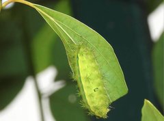 Quasithosea obliquistriga