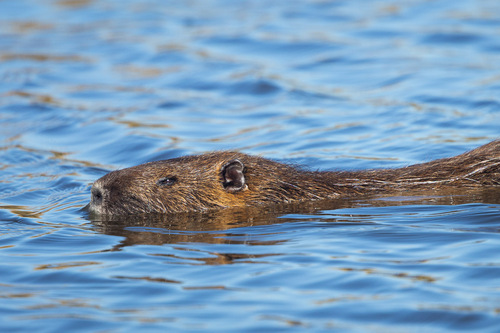 Coypu, photo 3 of 9