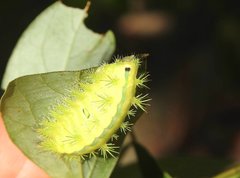 Quasithosea obliquistriga