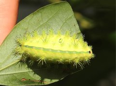 Quasithosea obliquistriga