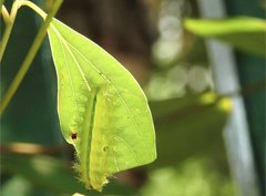 Quasithosea obliquistriga