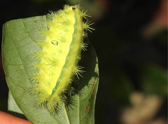 Quasithosea obliquistriga