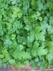 Christella subpubescens