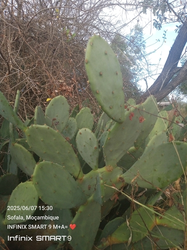 beach prickly pear