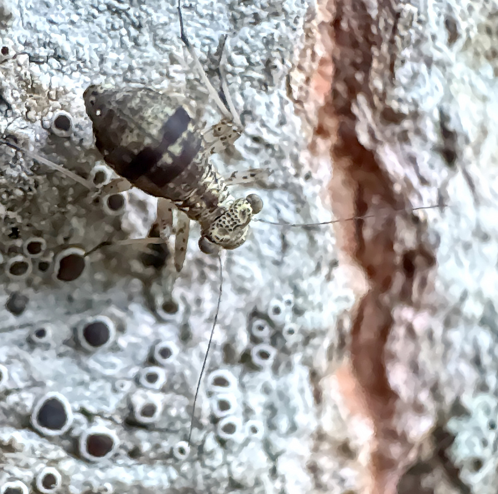 Woodland barklouse