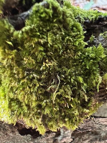 Sematophyllum adnatum observed 2025-06-06