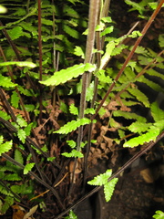 Christella subpubescens