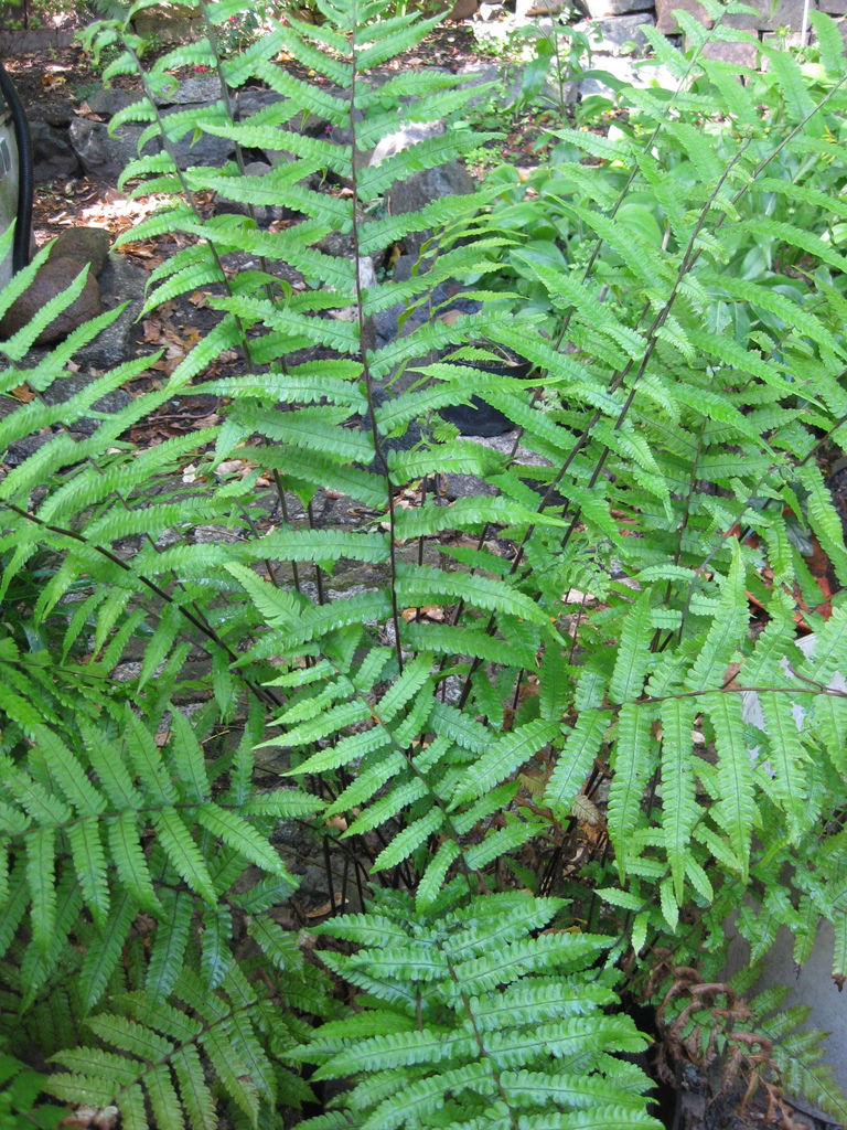 Christella subpubescens