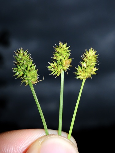 Midland Sedge (Carex mesochorea)
