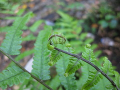 Christella subpubescens