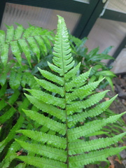 Christella subpubescens