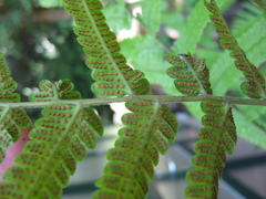 Christella subpubescens