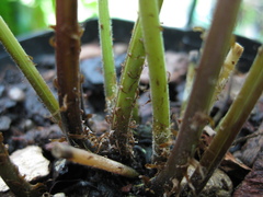 Christella subpubescens