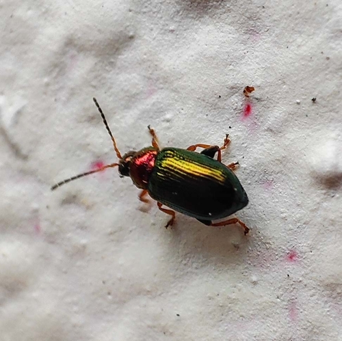 Willow Flea-beetle, 9743 AA Groningen, Netherlands, photo 6 of 10