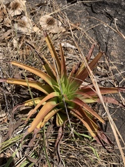 Crassula acinaciformis