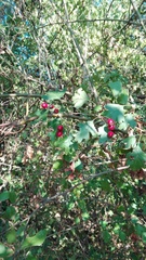 Crataegus monogyna