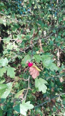 Crataegus monogyna