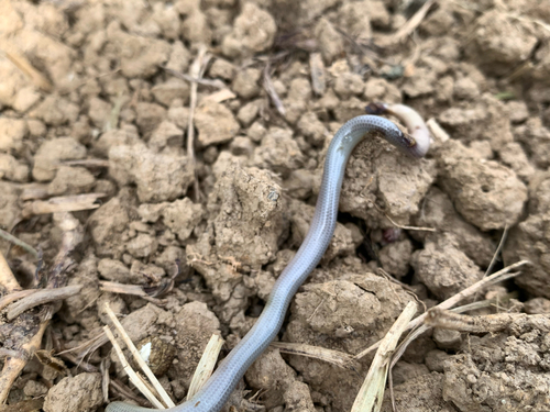 Brongersma's Worm Snake
