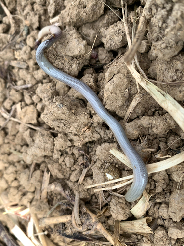 Brongersma's Worm Snake