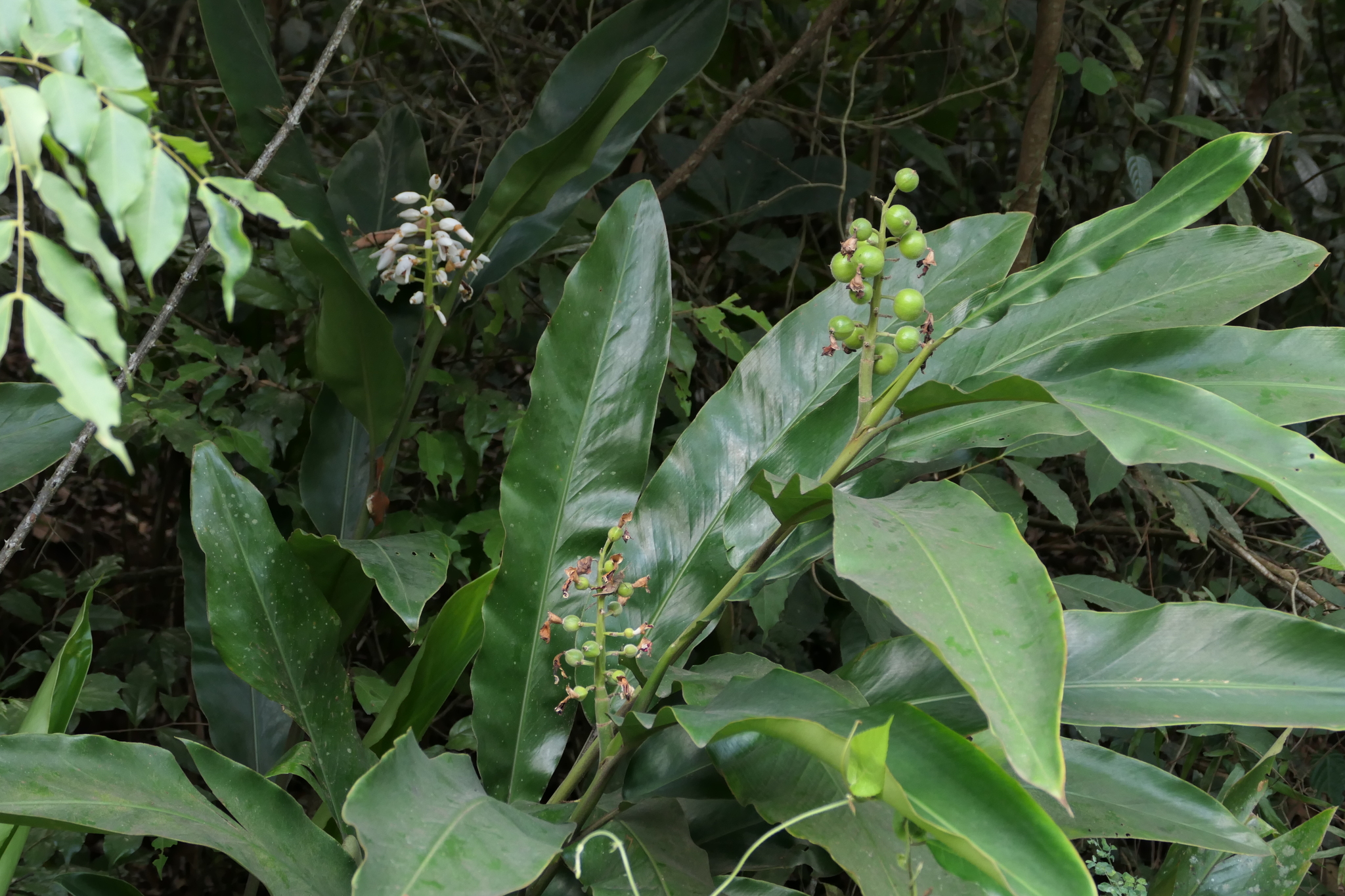 Alpinia malaccensis
