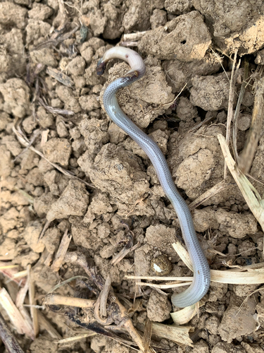 Brongersma's Worm Snake