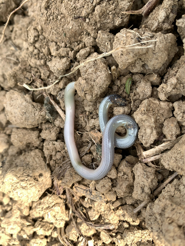Brongersma's Worm Snake