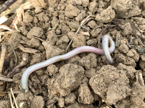 Brongersma's Worm Snake