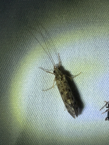 iNaturalist observation photo of Spotted Sedges