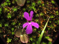 Pinguicula oblongiloba