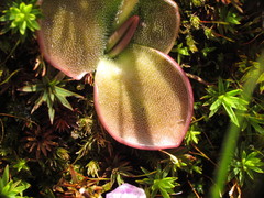 Pinguicula oblongiloba