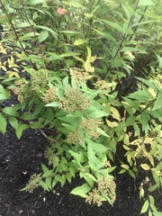 Spiraea