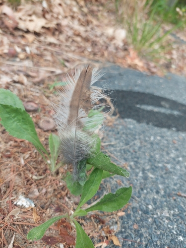 View observation of {o.common_name} on iNaturalist
