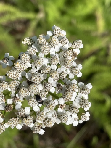 Achillea gracilis, photograph 4