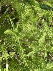 Becky Dill, CC0, iNaturalist via GBIF Achillea gracilis, photograph Becky Dill, CC0, iNaturalist via GBIF
