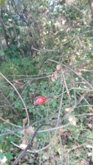 Rosa canina