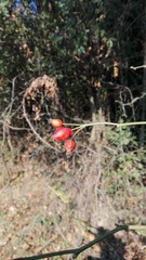 Rosa canina