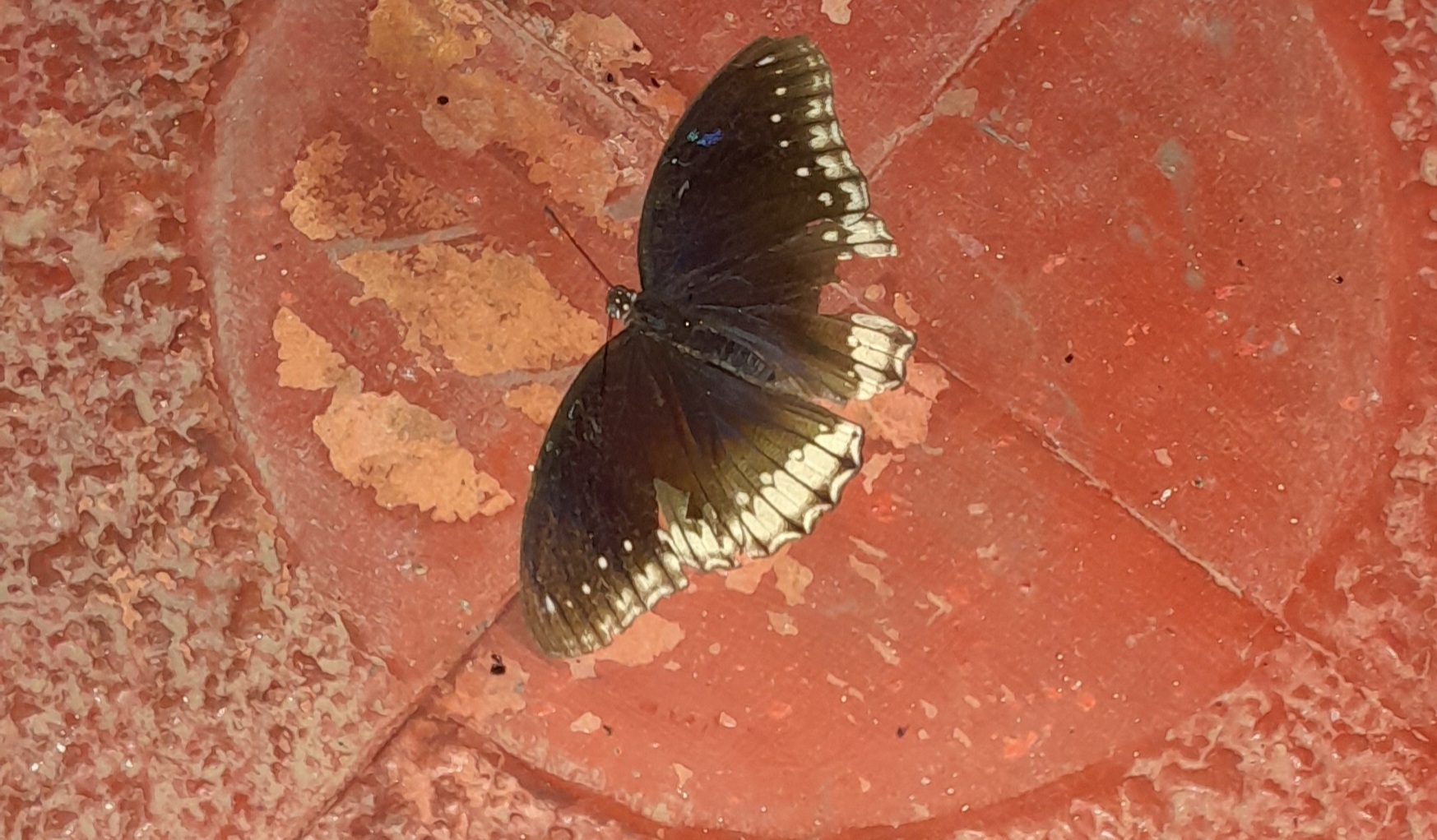 Great Eggfly