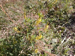 Melilotus suaveolens