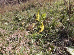 Melilotus suaveolens