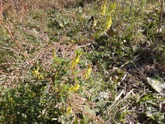 Melilotus suaveolens