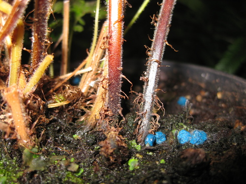 Christella parasitica