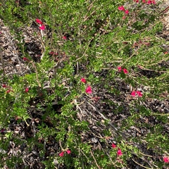 Euonymus hamiltonianus
