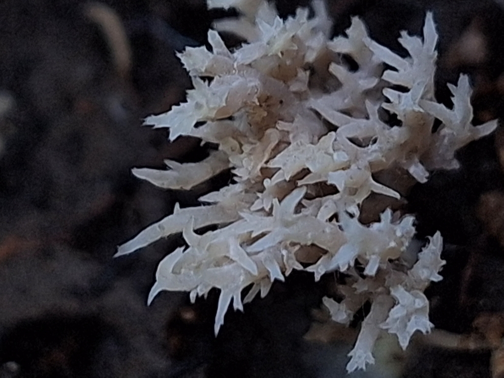 Clavulina coralloides · June 2025 · photo: © rocio_pose (iNaturalist, cc-by)