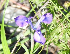 Moraea tripetala tripetala
