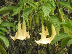 Brugmansia
